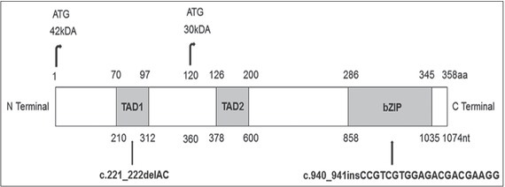 Two Novel <i>CEBPA</i> Mutations in a Turkish Patient with Acute Myeloid Leukemia.