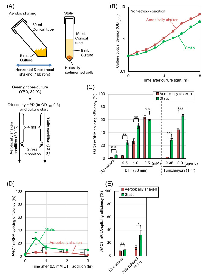 Aeration mitigates endoplasmic reticulum stress in <i>Saccharomyces cerevisiae</i> even without mitochondrial respiration.