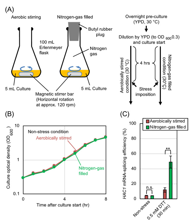 Aeration mitigates endoplasmic reticulum stress in <i>Saccharomyces cerevisiae</i> even without mitochondrial respiration.