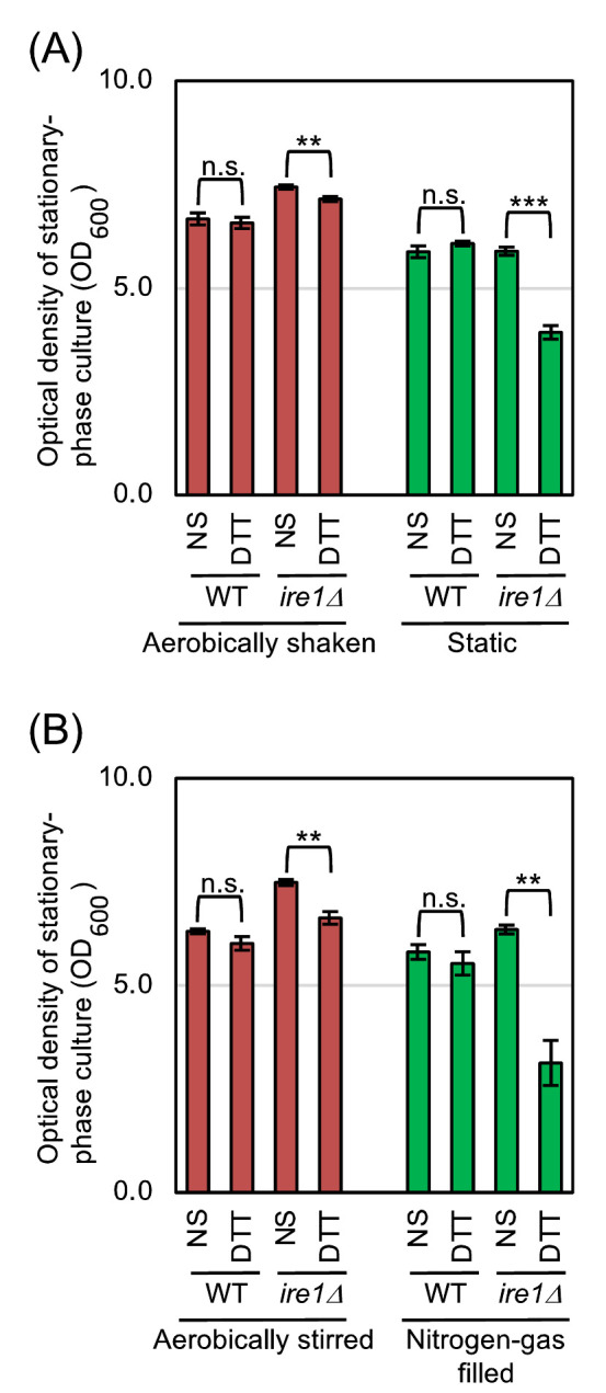 Aeration mitigates endoplasmic reticulum stress in <i>Saccharomyces cerevisiae</i> even without mitochondrial respiration.