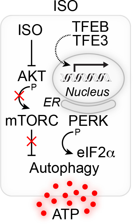 AKT as a therapeutic target for autophagy induction and cancer therapy.