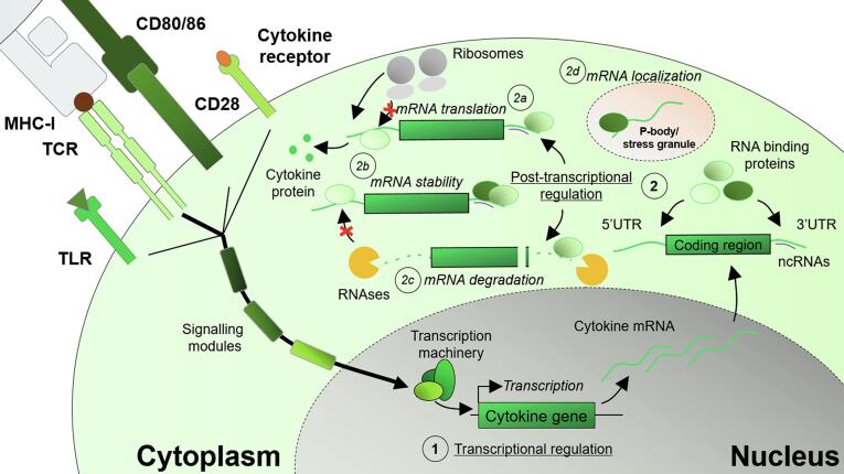 Using CRISPR to enhance T cell effector function for therapeutic applications