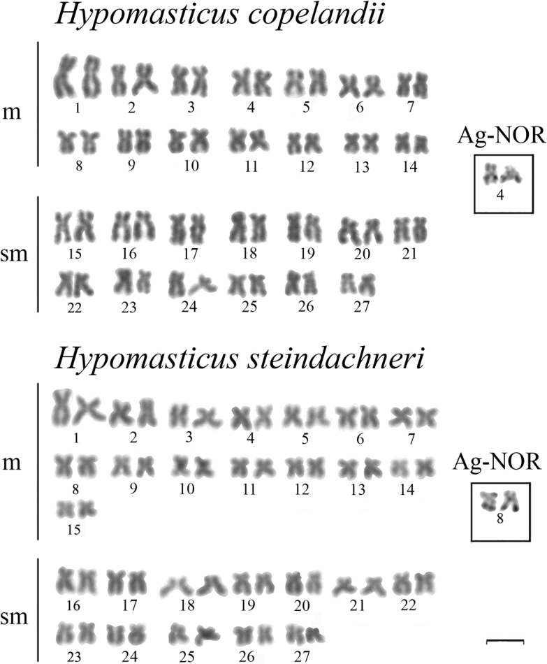 Cytogenetic analysis of <i>Hypomasticus copelandii</i> and <i>H. steindachneri</i>: relevance of cytotaxonomic markers in the Anostomidae family (Characiformes).