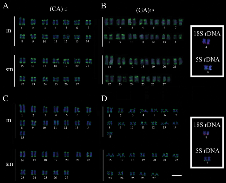 Cytogenetic analysis of <i>Hypomasticus copelandii</i> and <i>H. steindachneri</i>: relevance of cytotaxonomic markers in the Anostomidae family (Characiformes).