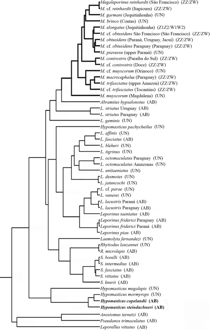 Cytogenetic analysis of <i>Hypomasticus copelandii</i> and <i>H. steindachneri</i>: relevance of cytotaxonomic markers in the Anostomidae family (Characiformes).