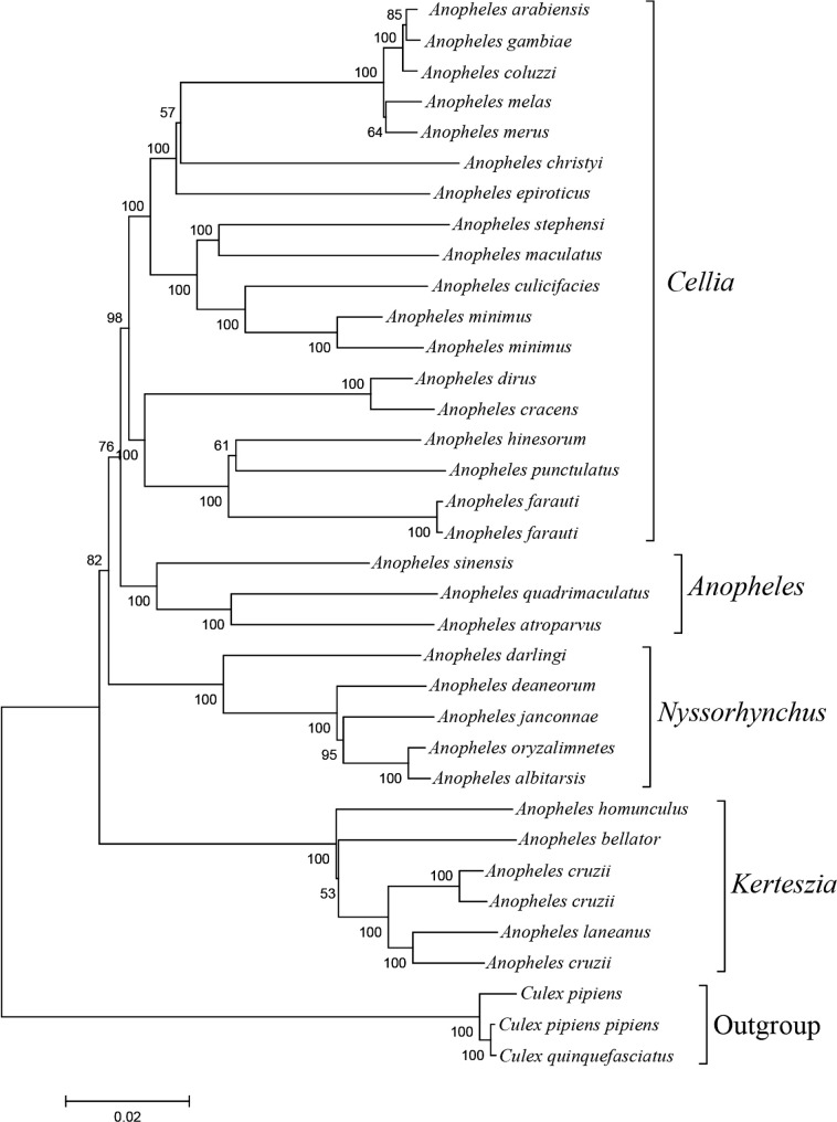 Utility of Complete Mitochondrial Genomes in Phylogenetic Classification of the Species of Anopheles (Culicidae: Anophelinae).