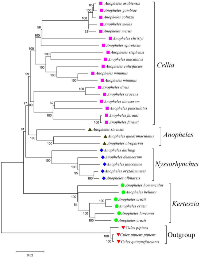 Utility of Complete Mitochondrial Genomes in Phylogenetic Classification of the Species of Anopheles (Culicidae: Anophelinae).