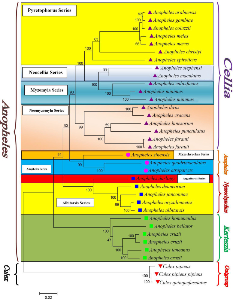 Utility of Complete Mitochondrial Genomes in Phylogenetic Classification of the Species of Anopheles (Culicidae: Anophelinae).