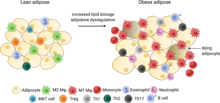 The complex role of adipokines in obesity, inflammation, and autoimmunity.