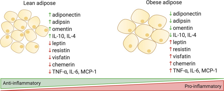 The complex role of adipokines in obesity, inflammation, and autoimmunity.