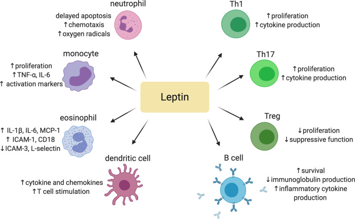 The complex role of adipokines in obesity, inflammation, and autoimmunity.
