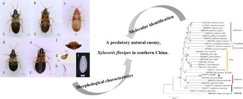 Morphological and molecular identification of Xylocoris flavipes (Hemiptera: Anthocoridae) in southern China