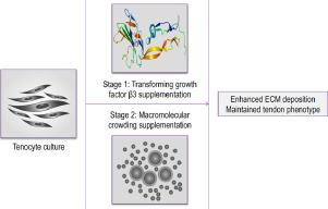 Growth factor and macromolecular crowding supplementation in human tenocyte culture