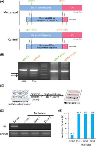 A CRISPR/Cas9-based method for targeted DNA methylation enables cancer initiation in B lymphocytes