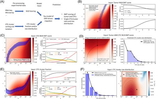 Investigating epithelial-mesenchymal heterogeneity of tumors and circulating tumor cells with transcriptomic analysis and biophysical modeling