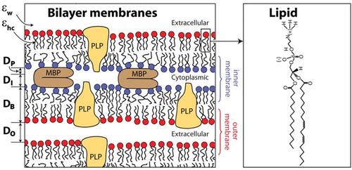 Nano-dielectrics in biosystems