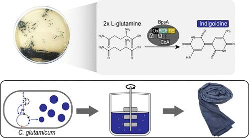 High-Level Production of the Natural Blue Pigment Indigoidine from Metabolically Engineered Corynebacterium glutamicum for Sustainable Fabric Dyes