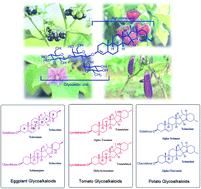 Solanum steroidal glycoalkaloids: structural diversity, biological activities, and biosynthesis