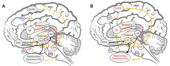 Symptomatologic pathomechanism of <i>N</i>-methyl D-aspartate receptor encephalitis.