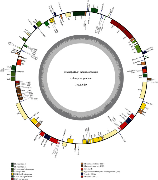 The Comparative Analyses of Six Complete Chloroplast Genomes of Morphologically Diverse <i>Chenopodium album</i> L. (Amaranthaceae) Collected in Korea.