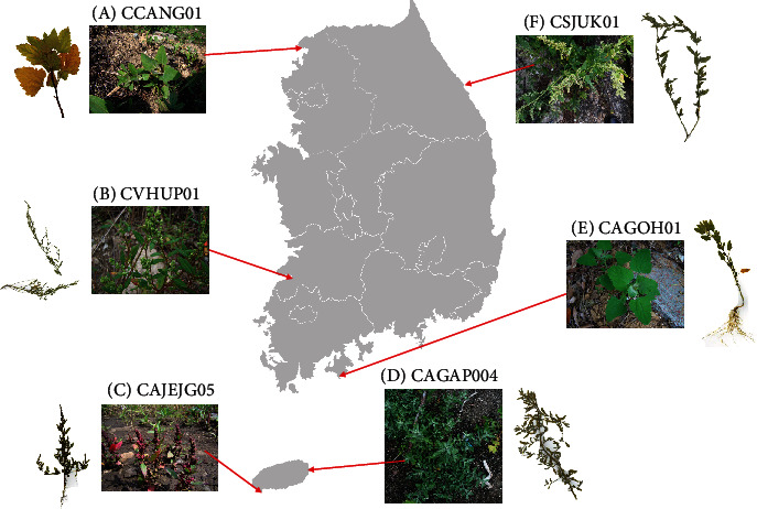 The Comparative Analyses of Six Complete Chloroplast Genomes of Morphologically Diverse <i>Chenopodium album</i> L. (Amaranthaceae) Collected in Korea.