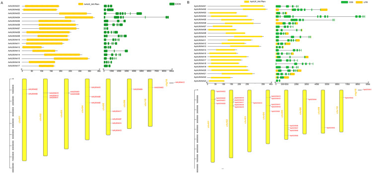 Identification and Analysis of <i>Aux/IAA</i> Family in <i>Acer rubrum</i>.