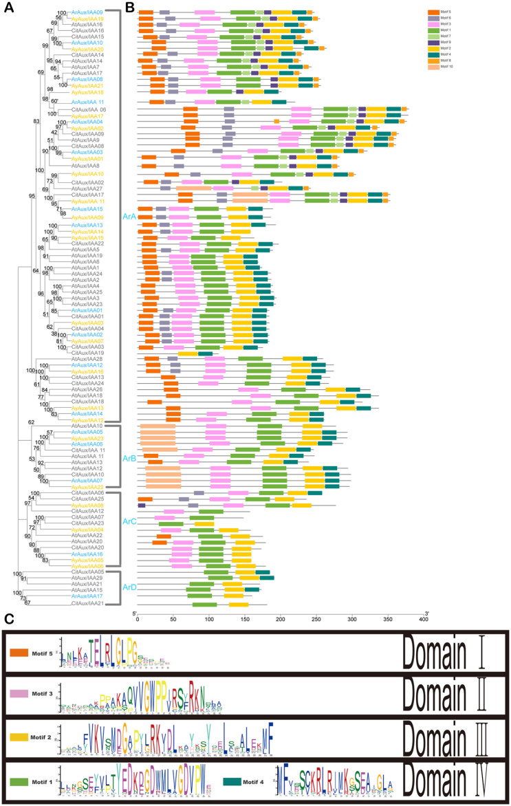 Identification and Analysis of <i>Aux/IAA</i> Family in <i>Acer rubrum</i>.