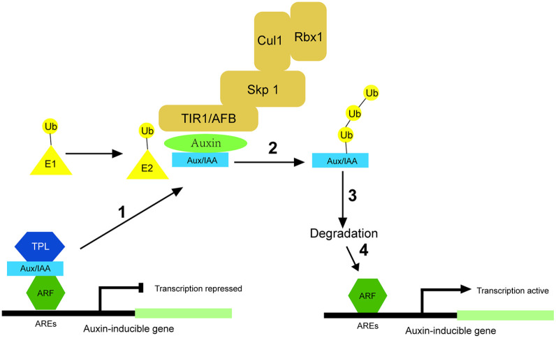 Identification and Analysis of <i>Aux/IAA</i> Family in <i>Acer rubrum</i>.