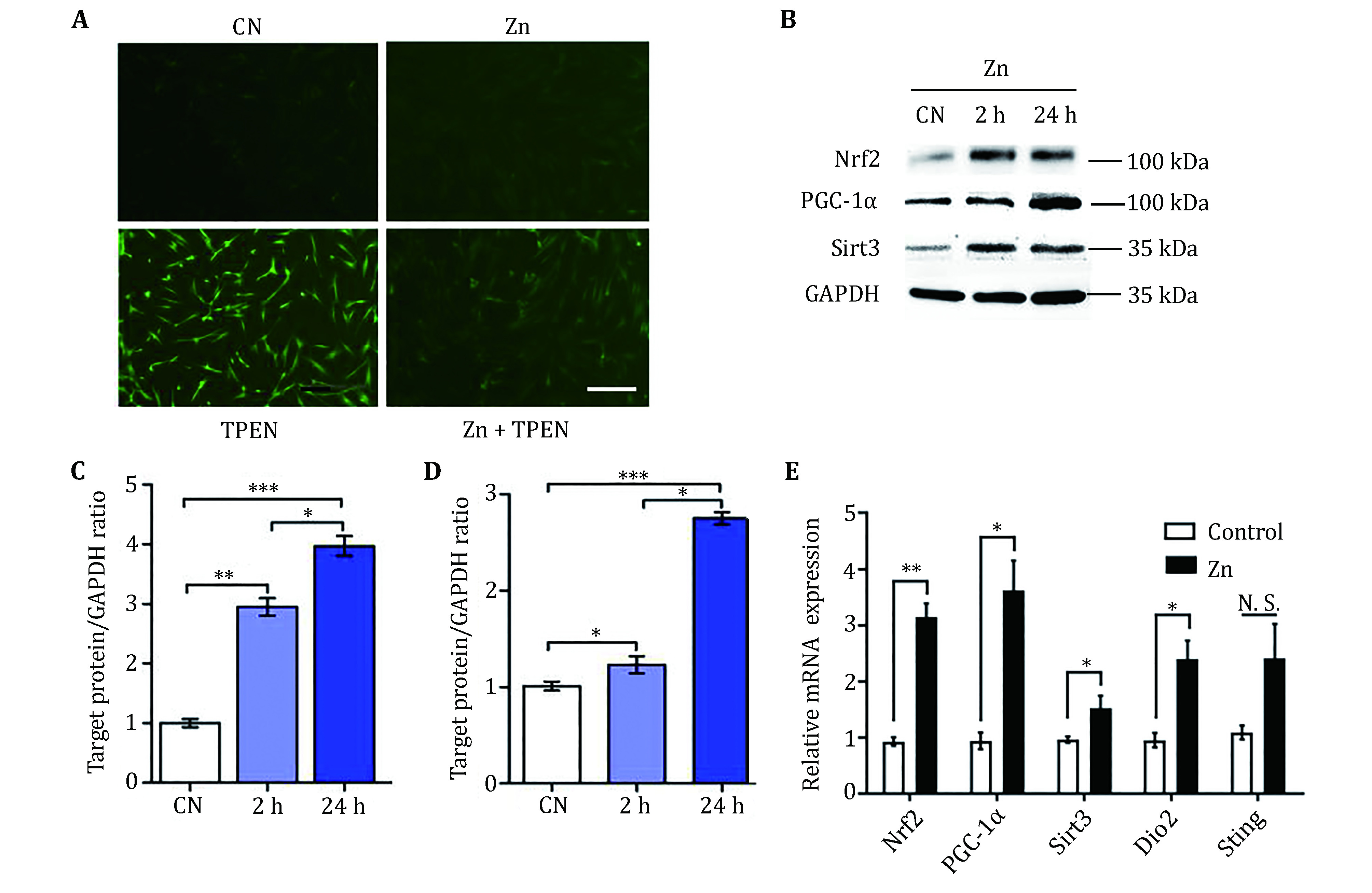 Anti-oxidative effect of zinc in human umbilical cord mesenchymal stem cells.