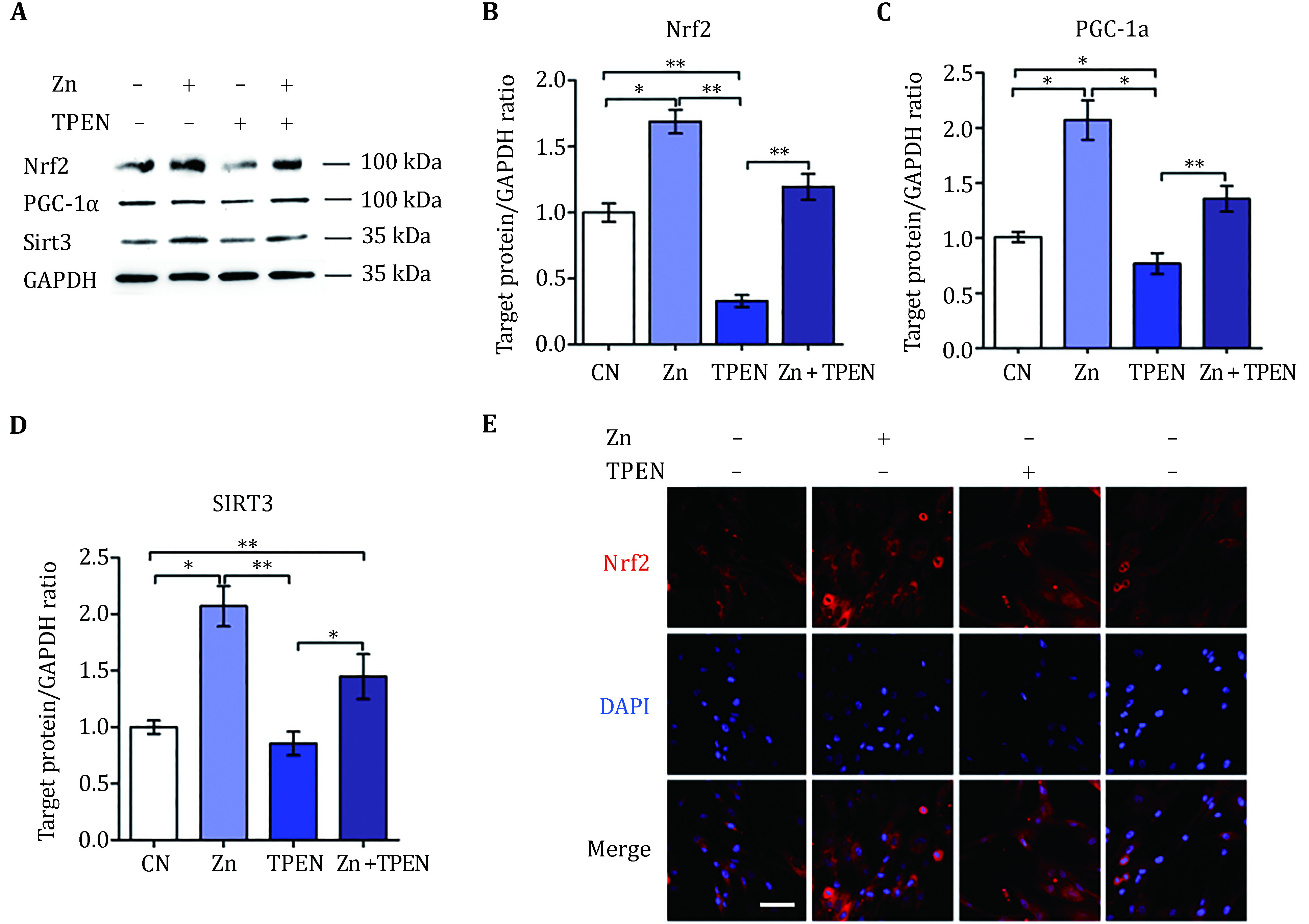 Anti-oxidative effect of zinc in human umbilical cord mesenchymal stem cells.