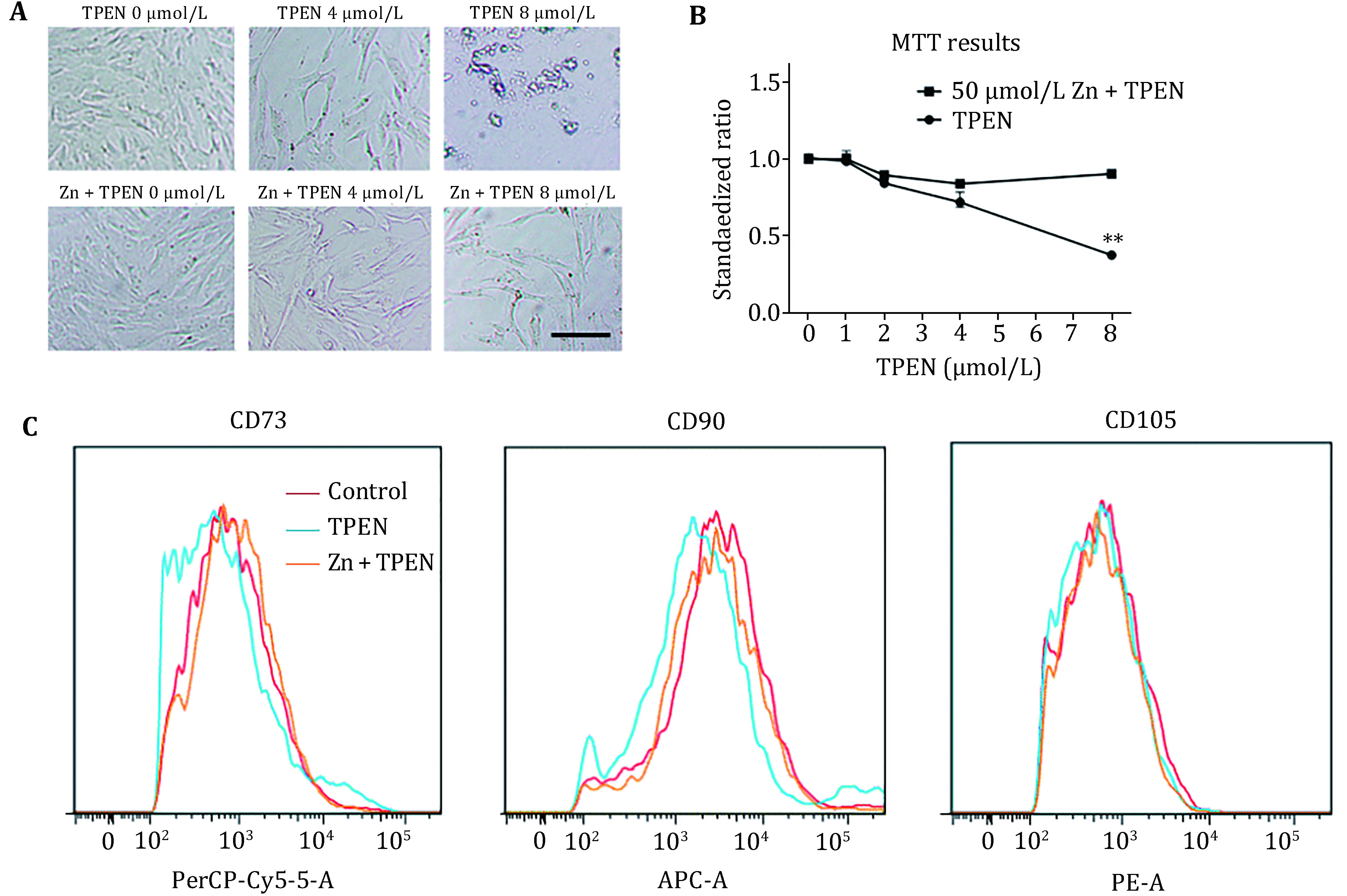 Anti-oxidative effect of zinc in human umbilical cord mesenchymal stem cells.