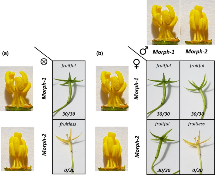 Self-incompatibility limits sexual reproduction rather than environmental conditions in an invasive water primrose.