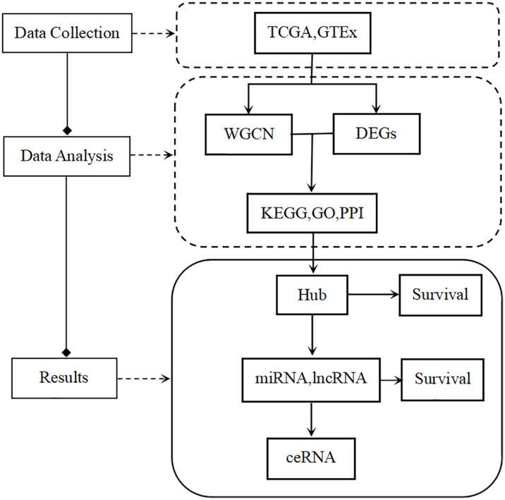 Weighted gene co-expression network analysis of hub genes in lung adenocarcinoma.