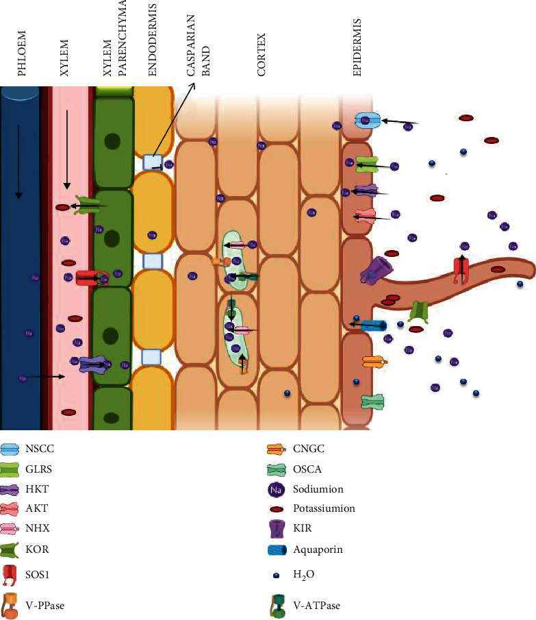 Understanding the Integrated Pathways and Mechanisms of Transporters, Protein Kinases, and Transcription Factors in Plants under Salt Stress.