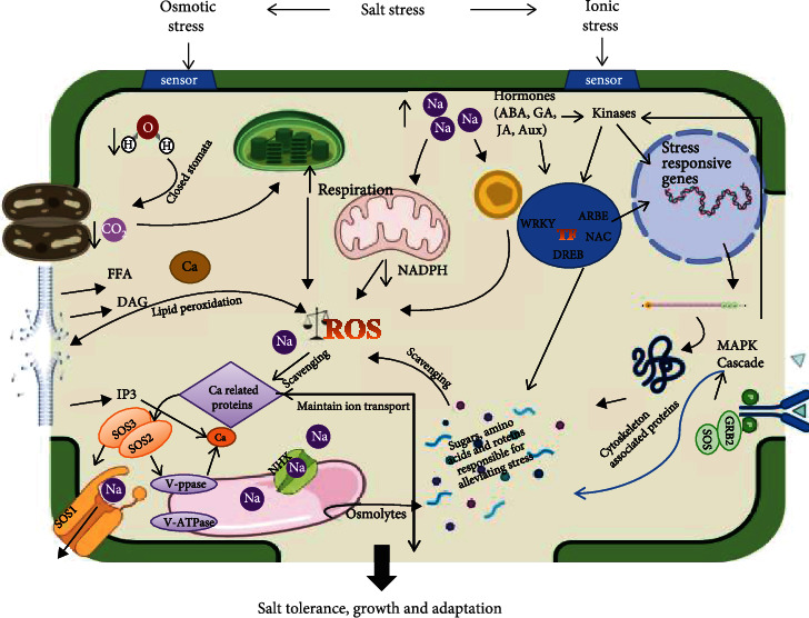 Understanding the Integrated Pathways and Mechanisms of Transporters, Protein Kinases, and Transcription Factors in Plants under Salt Stress.