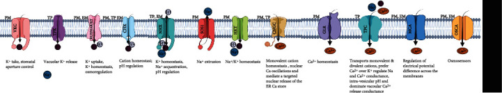 Understanding the Integrated Pathways and Mechanisms of Transporters, Protein Kinases, and Transcription Factors in Plants under Salt Stress.