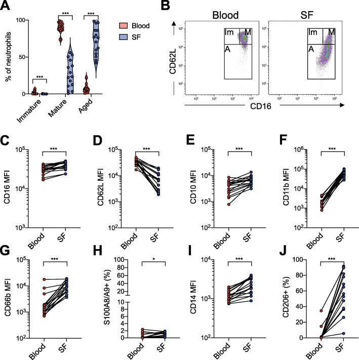 Synovial fluid neutrophils in oligoarticular juvenile idiopathic arthritis have an altered phenotype and impaired effector functions.