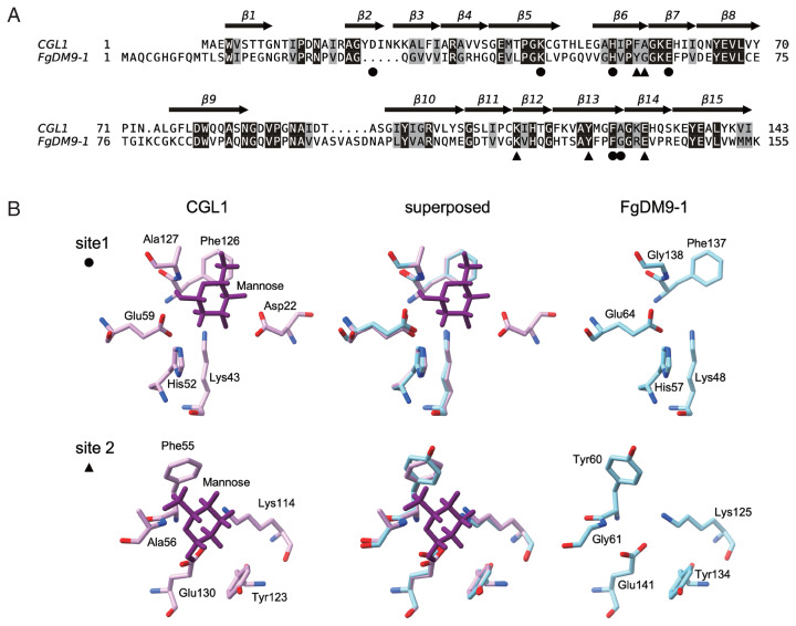 Agglutination Activity of Fasciola gigantica DM9-1, a Mannose-Binding Lectin.