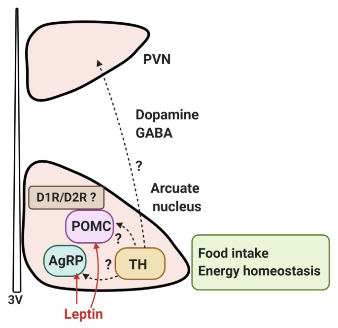 Dopaminergic Control of the Feeding Circuit.