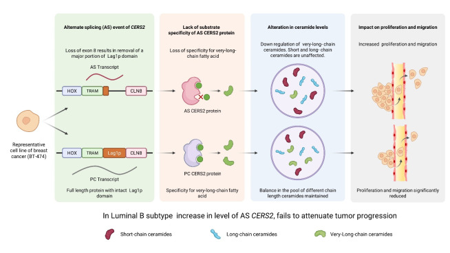 Alternative splicing of CERS2 promotes cell proliferation and migration in luminal B subtype breast cancer cells.