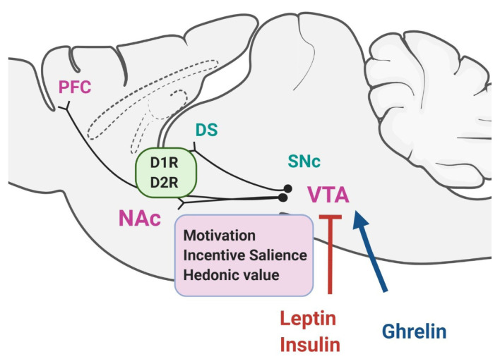 Dopaminergic Control of the Feeding Circuit.