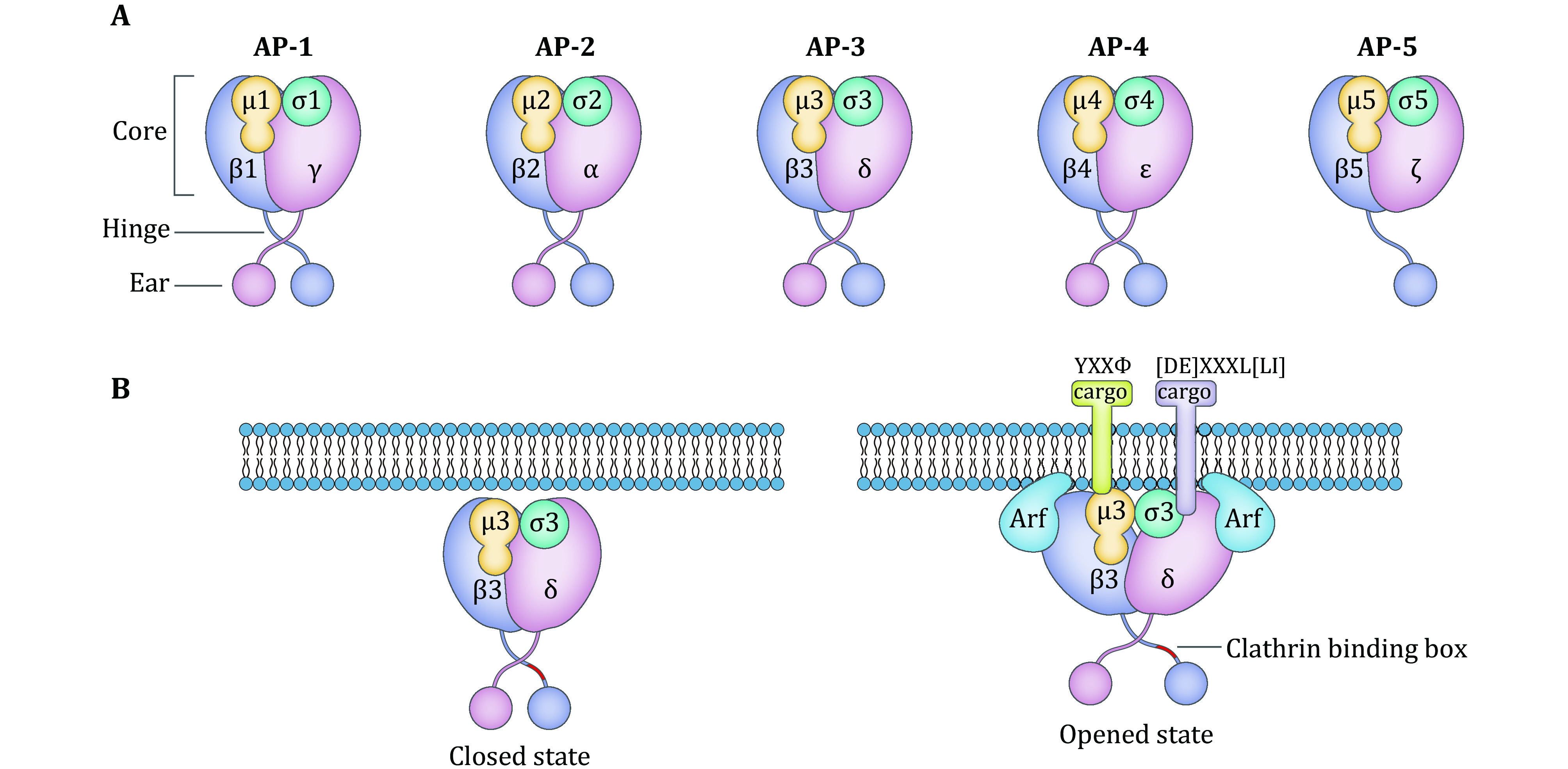 AP-3 adaptor complex-mediated vesicle trafficking.