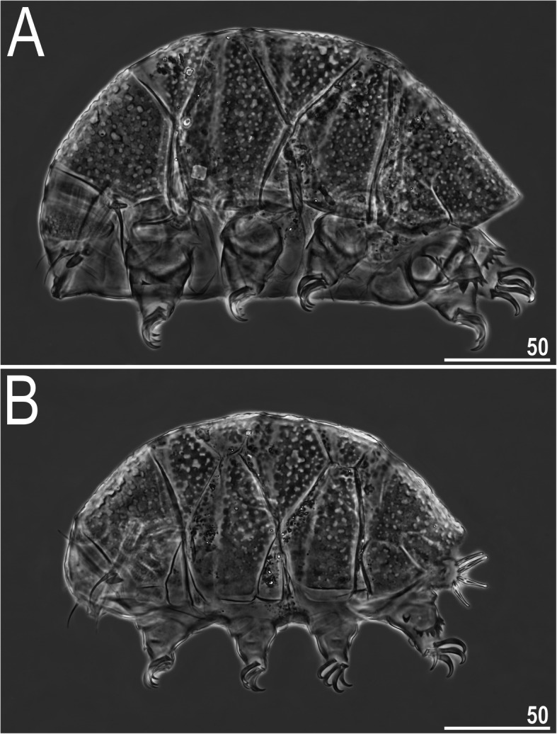 New Indomalayan Nebularmis species (Heterotardigrada: Echiniscidae) provoke a discussion on its intrageneric diversity.