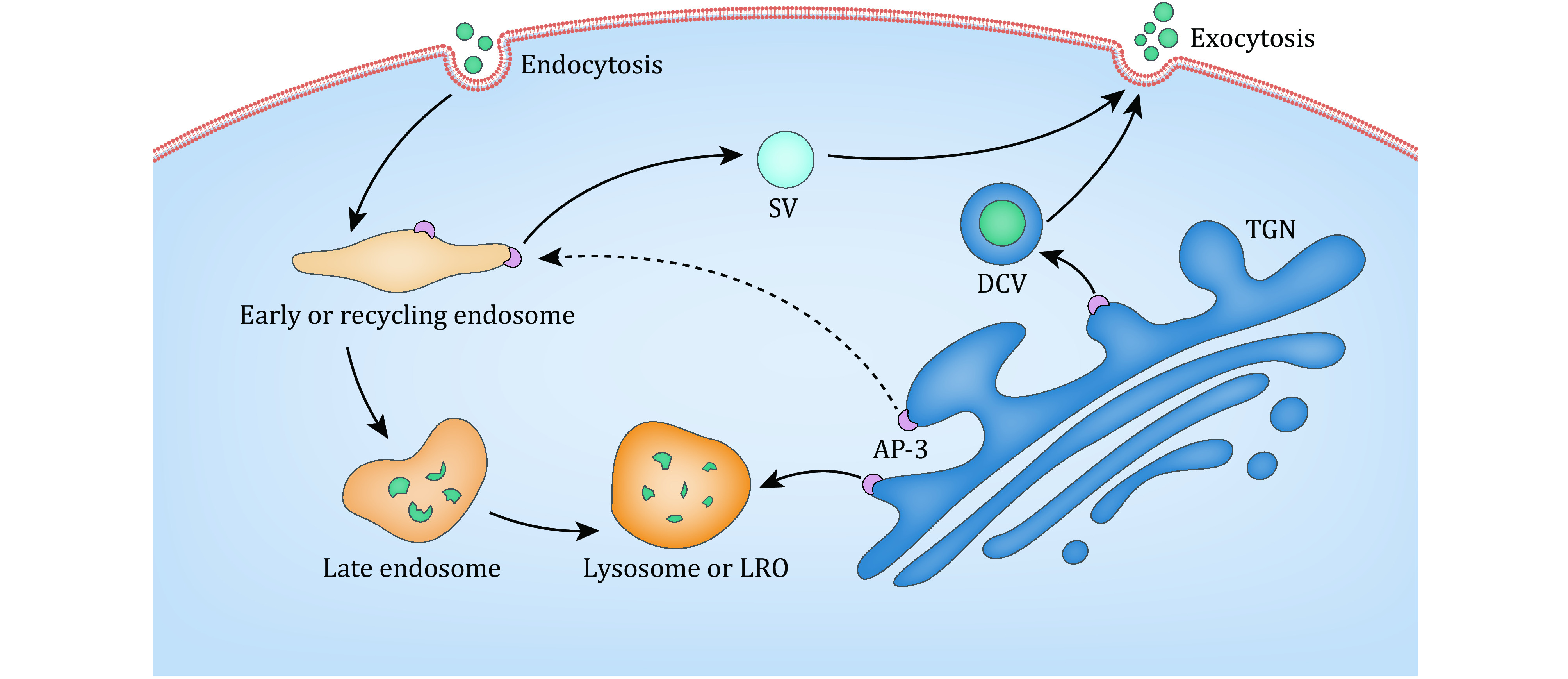 AP-3 adaptor complex-mediated vesicle trafficking.