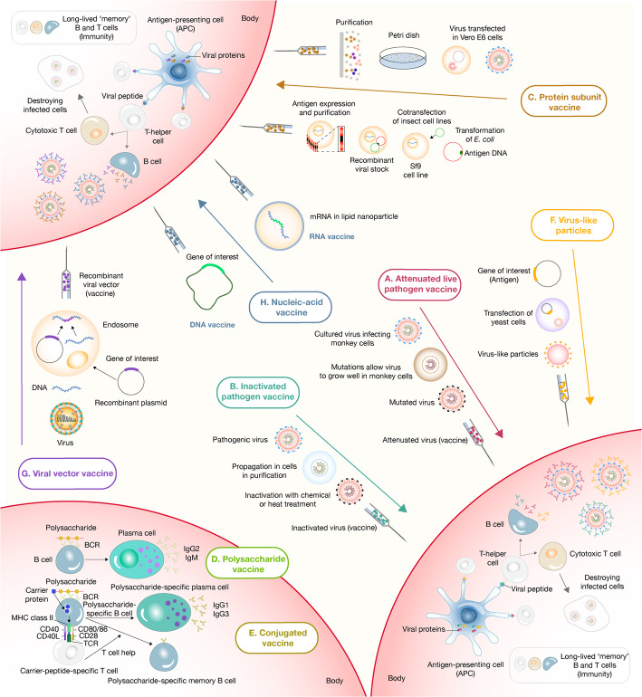 Vaccine market and production capabilities in the Americas.