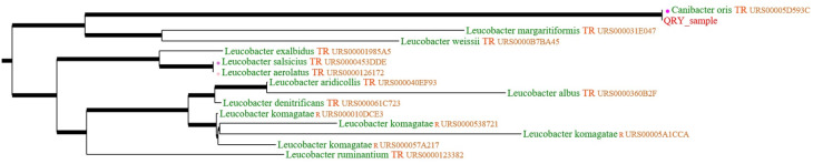 Canibacter oris - a fairly unknown pathogenic agent of bite wound infections.