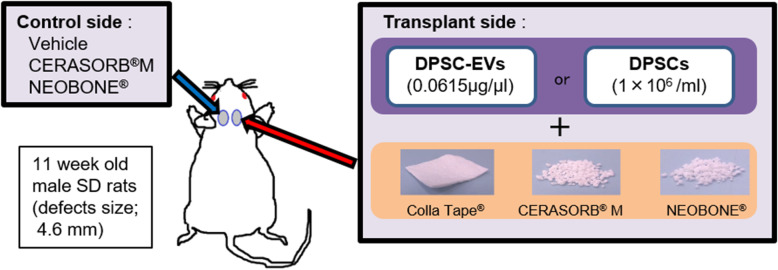 Efficacy of extracellular vesicles from dental pulp stem cells for bone regeneration in rat calvarial bone defects.