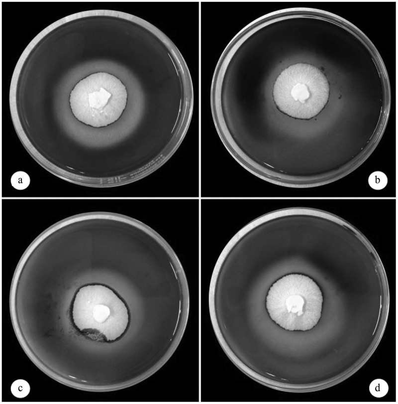 <i>Fomitopsis meliae</i> CFA 2, a novel brown rot for endoglucanase: emphasis towards enhanced endoglucanase production by statistical approach.