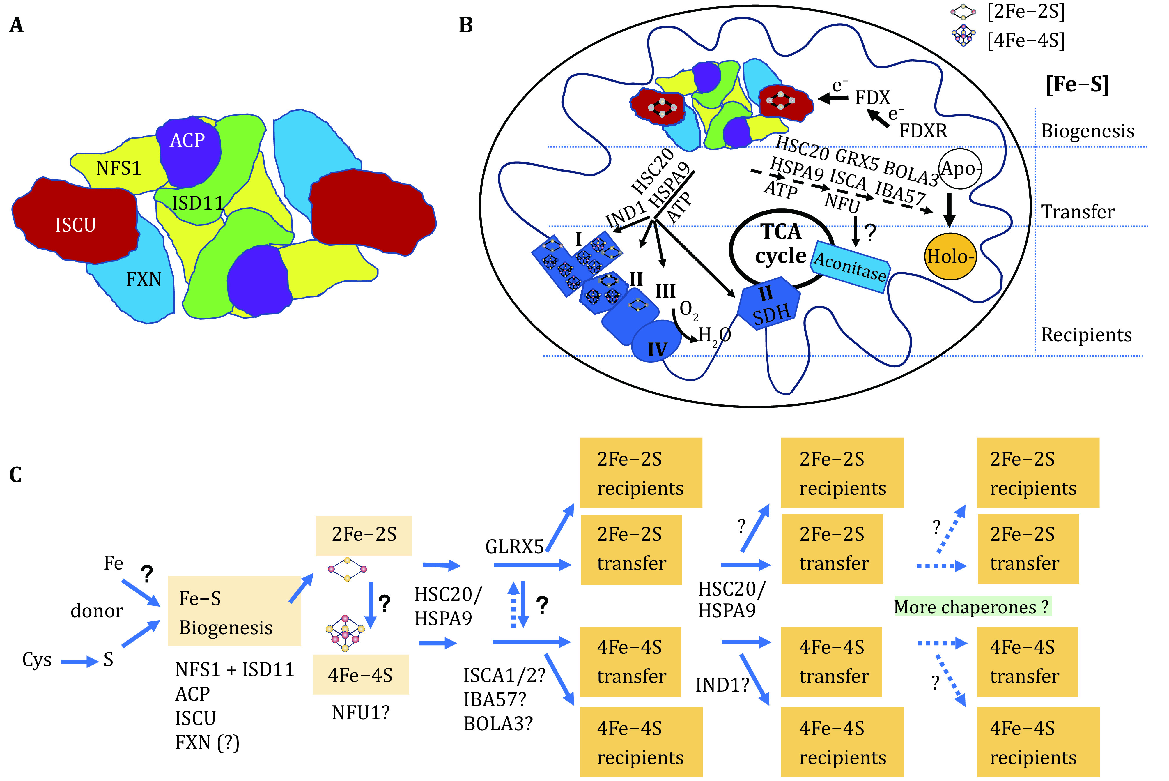 Mammalian mitochondrial iron-sulfur cluster biogenesis and transfer and related human diseases.