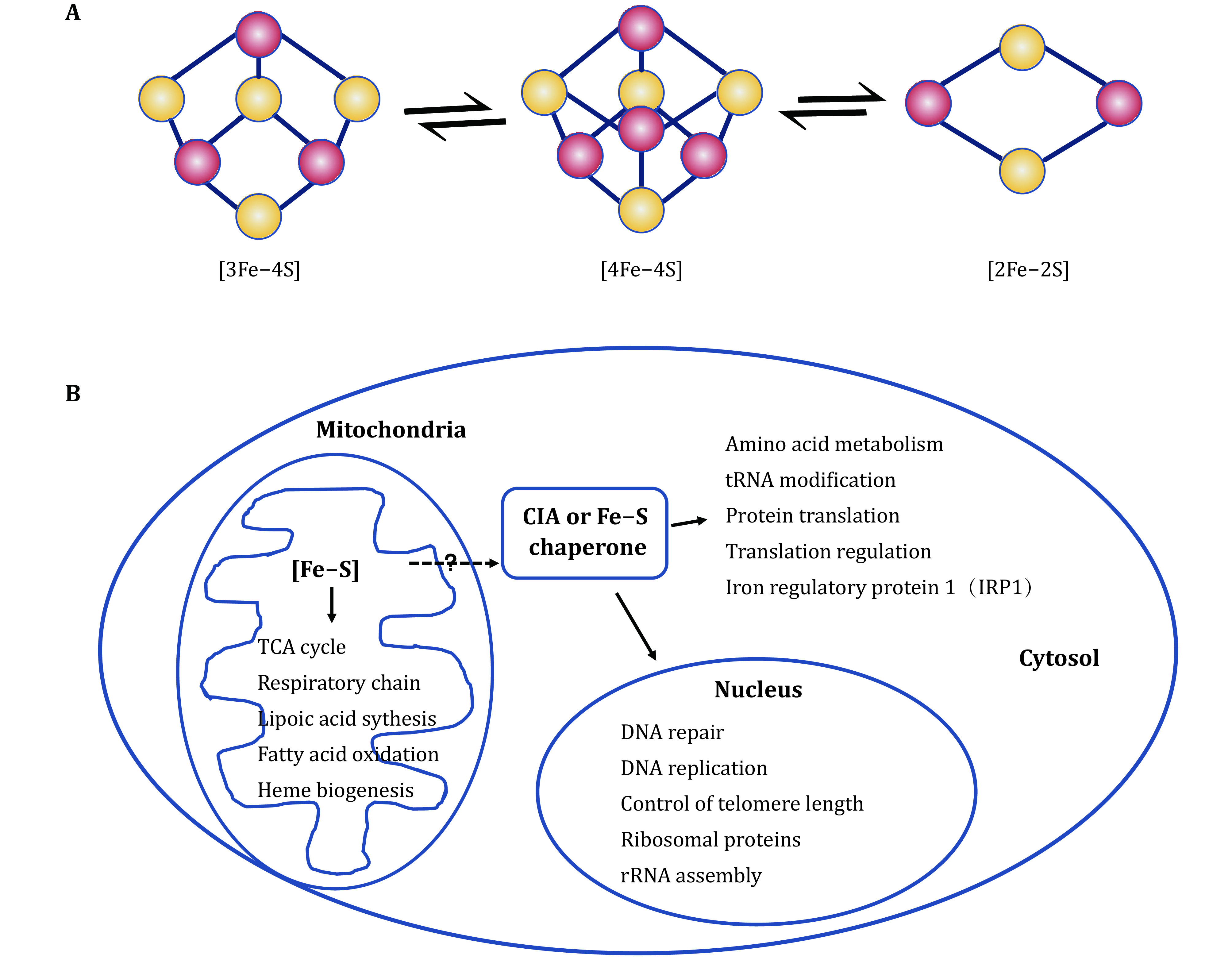 Mammalian mitochondrial iron-sulfur cluster biogenesis and transfer and related human diseases.